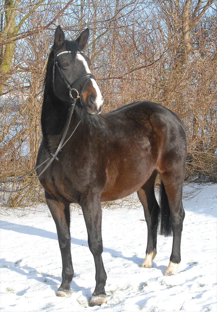 Dansk Varmblod Ny Snogdals Ataya  billede 19