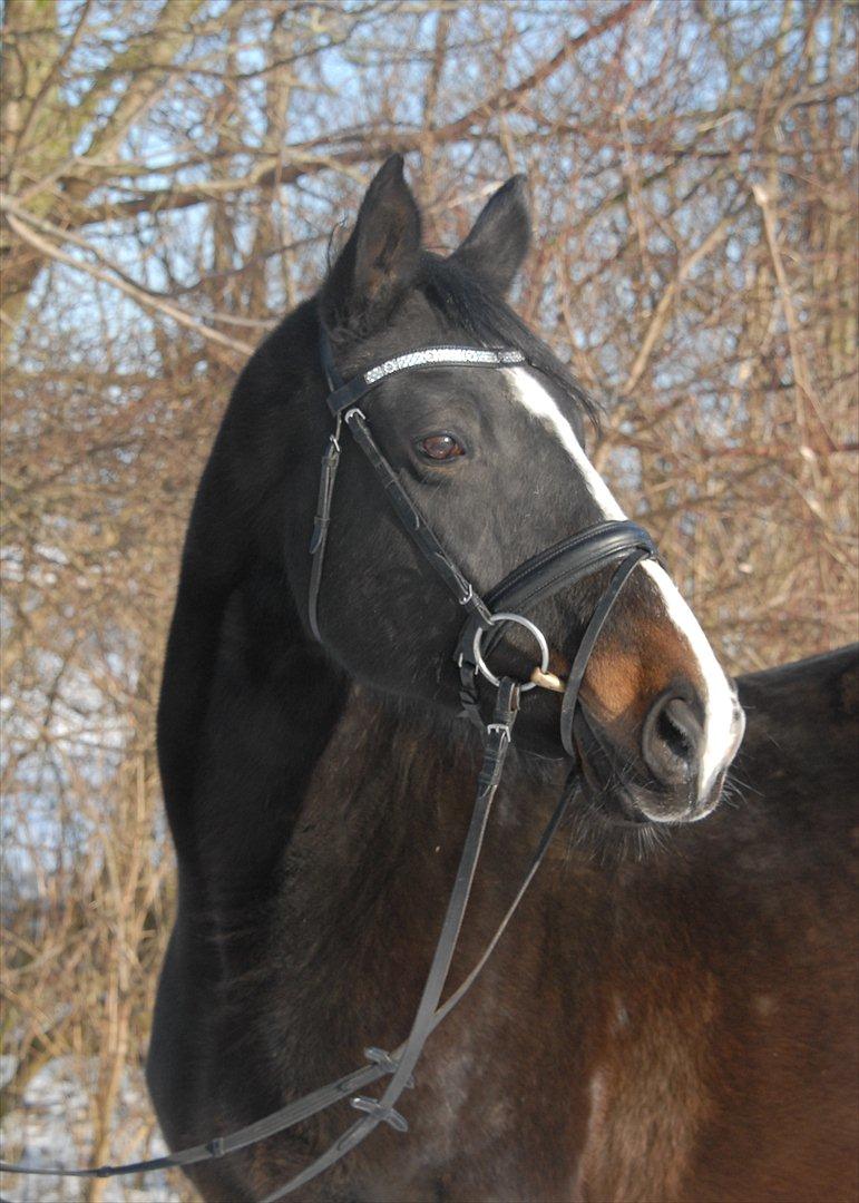 Dansk Varmblod Ny Snogdals Ataya  - Ataya billede 1