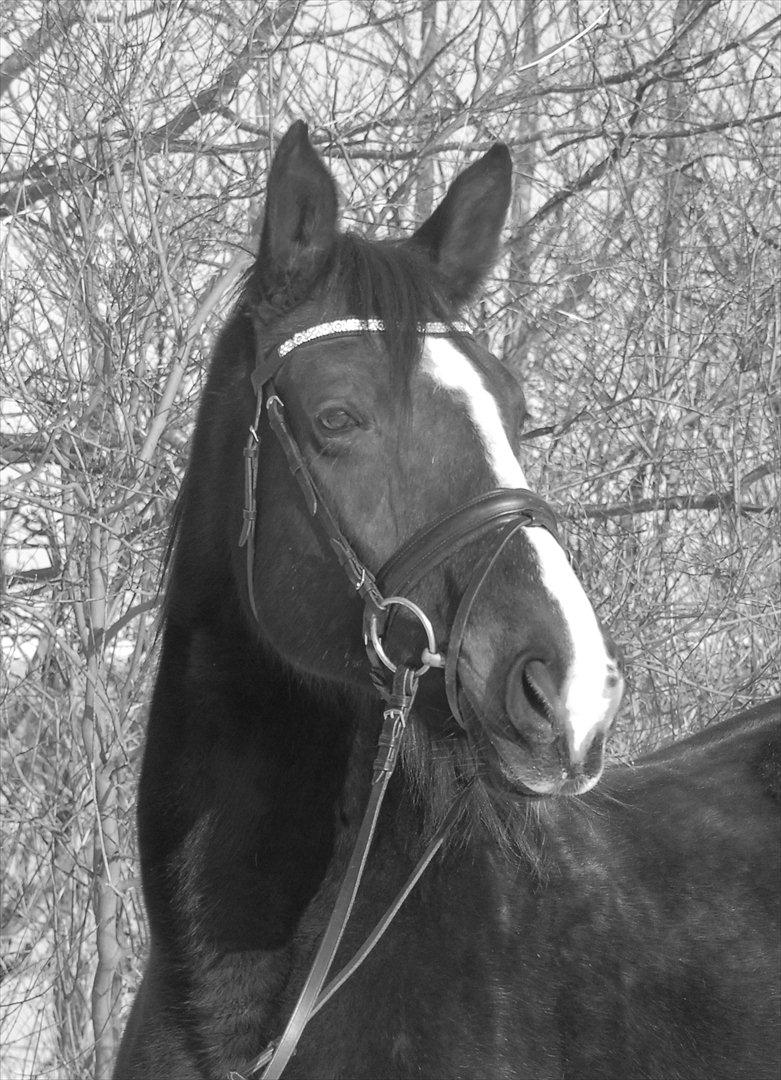 Dansk Varmblod Ny Snogdals Ataya  - Smukke Ataya 4/2 2012 billede 20