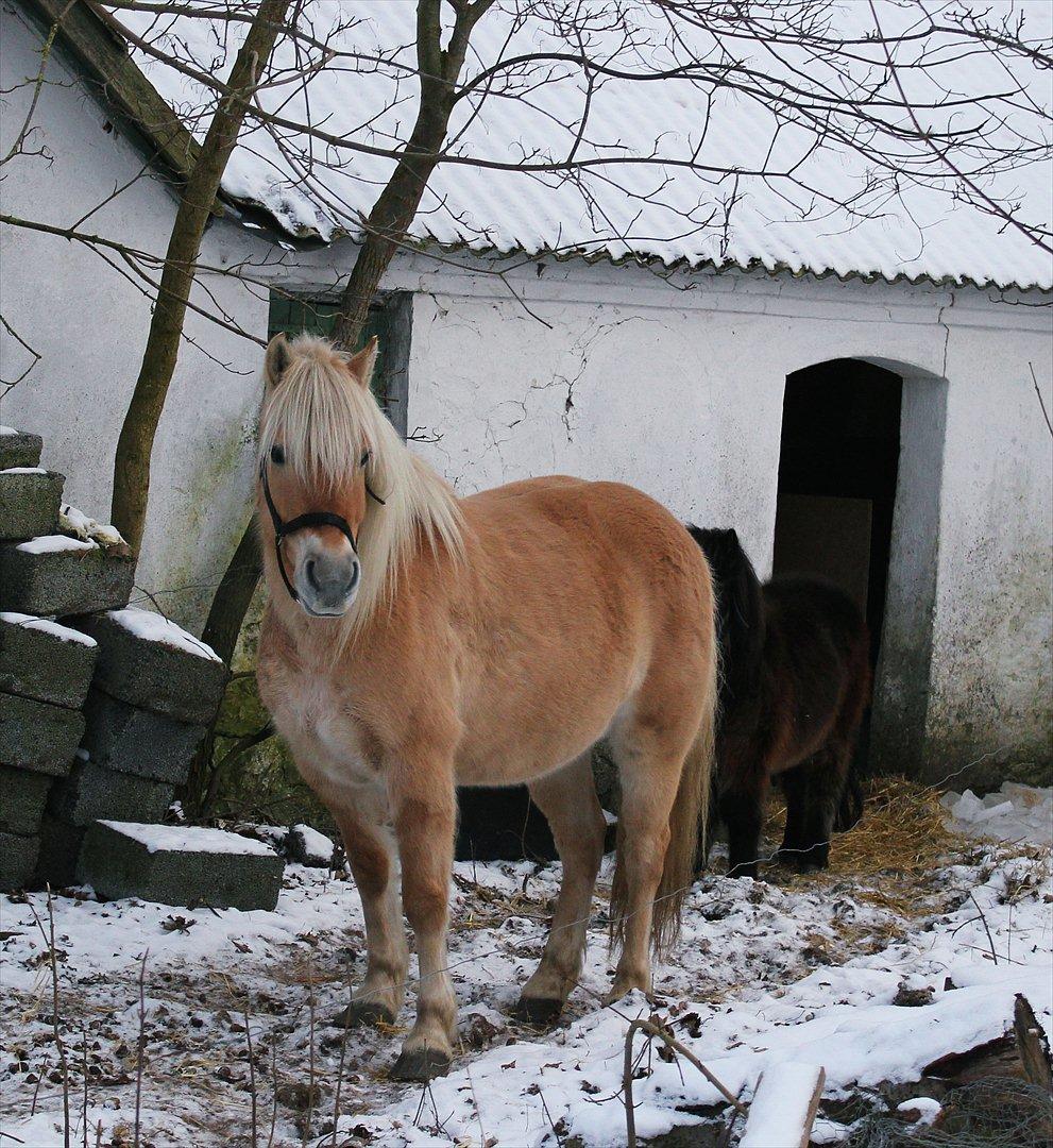 Anden særlig race Tøsen (-:. - Da hun ankom :-)<3. billede 10