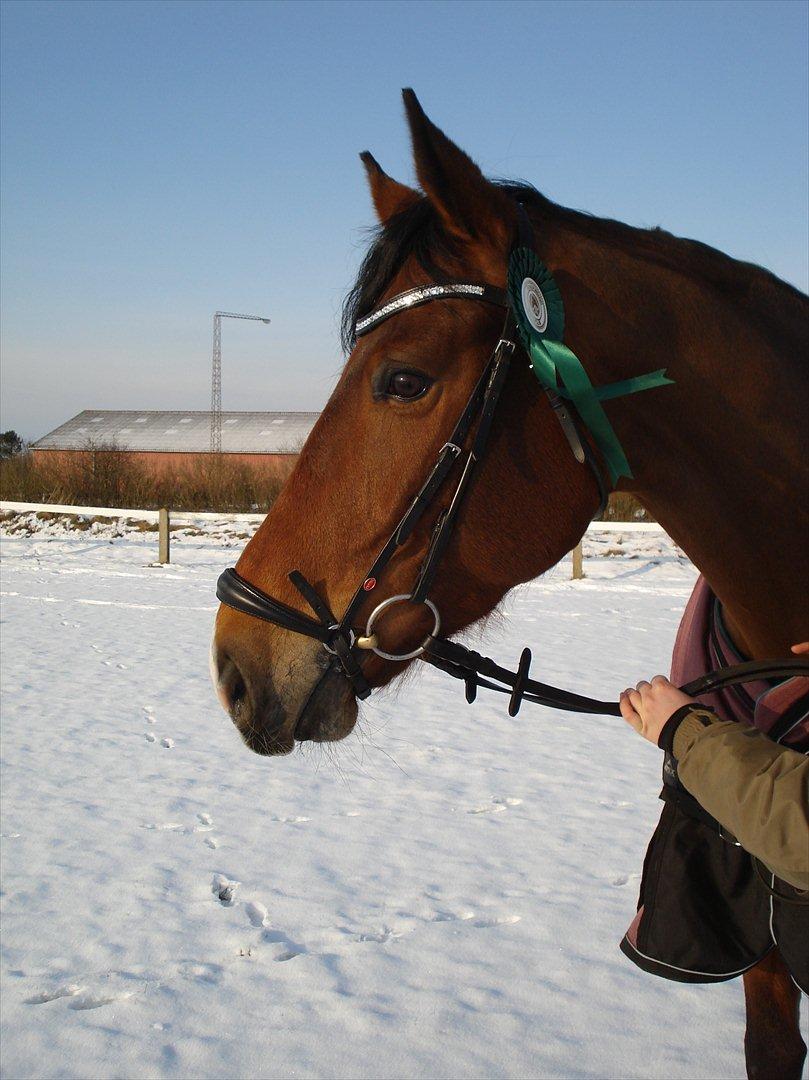 Dansk Varmblod Bakkegaardens Anemone - 5 feb. 2012.  billede 12