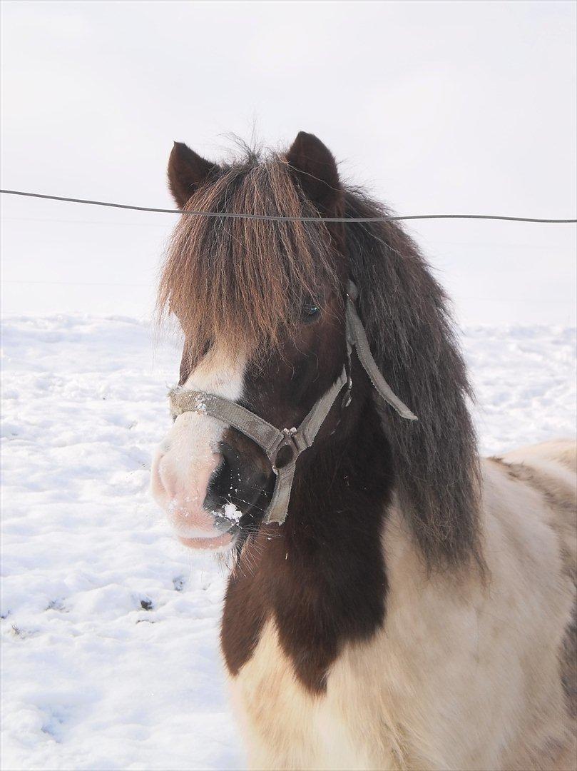 Shetlænder Prins Ludwig - Mors lille hingste-vallak :-D ♥♥ billede 5
