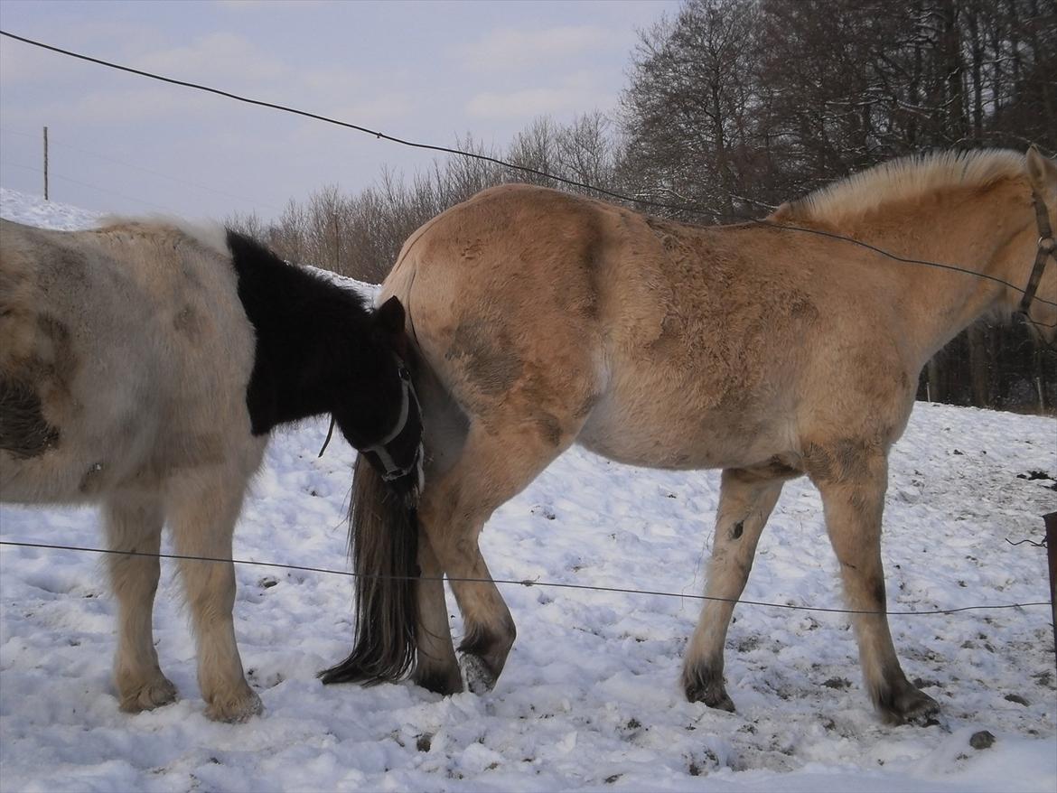 Shetlænder Prins Ludwig - Bider lige Gibbus i hasen for at få opmærksomhed :-P :-* billede 6