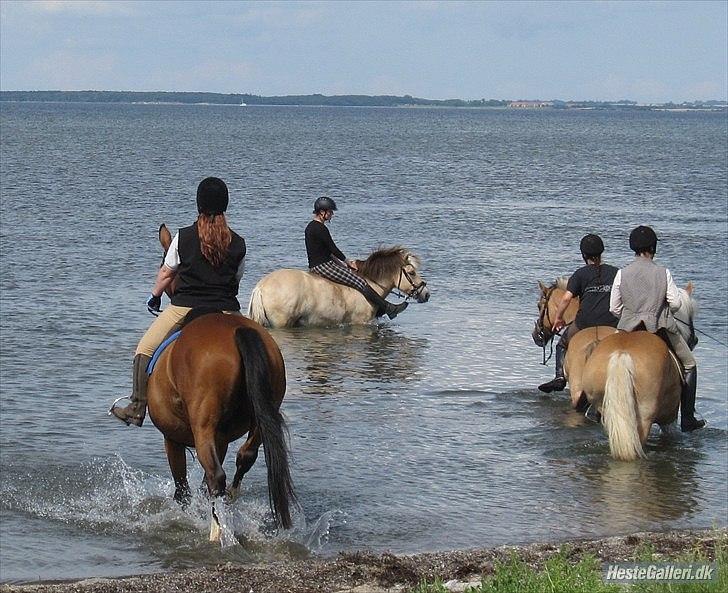 Fjordhest Fimbull billede 3