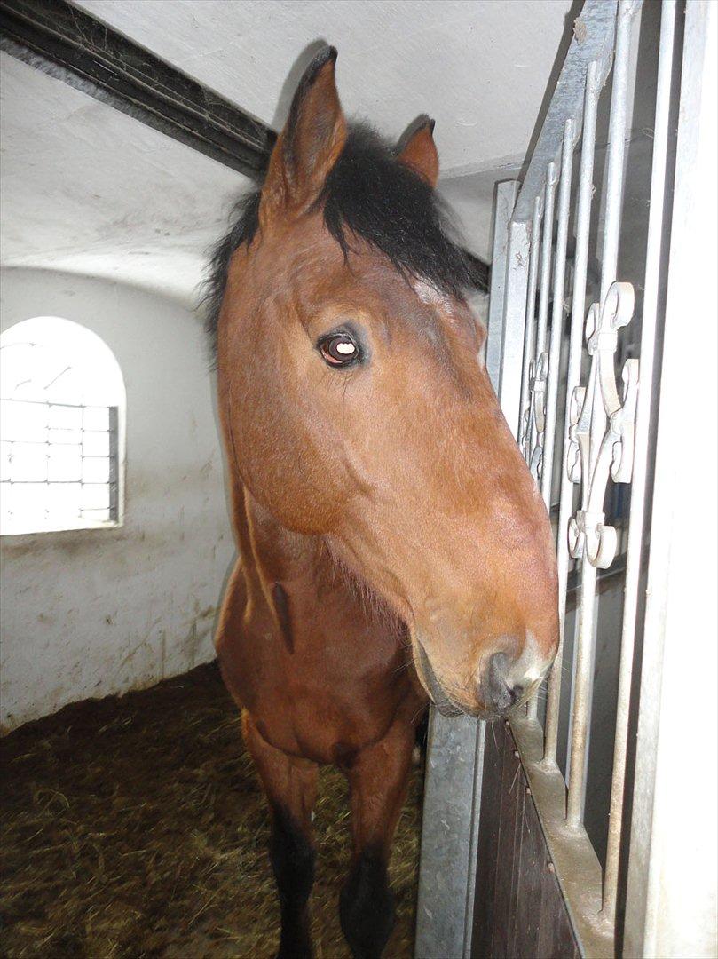 Dansk Varmblod Largo - Largo er en stor og kærlig, og ikke mindst nysgerig hingst :) billede 15