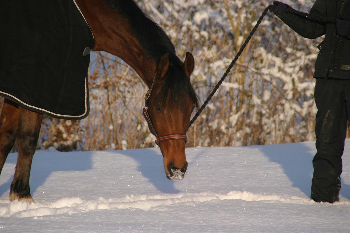 Dansk Varmblod Gersholms Calaf billede 16