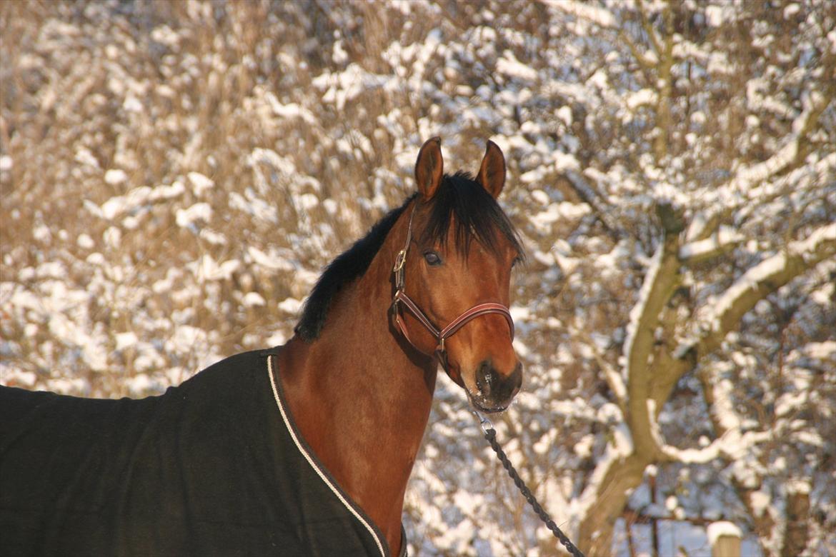 Dansk Varmblod Gersholms Calaf billede 17