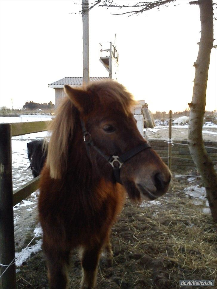 Anden særlig race Lotte - Lolli pigen ;) billede 15