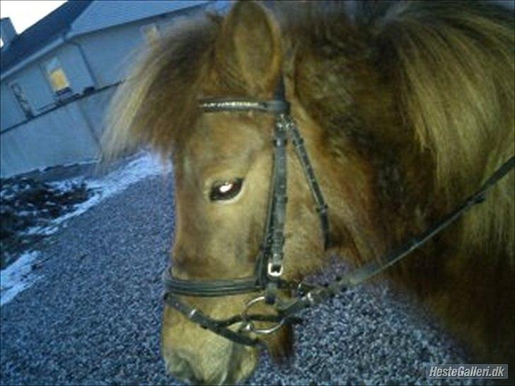 Anden særlig race Lotte - Lotte :D billede 13