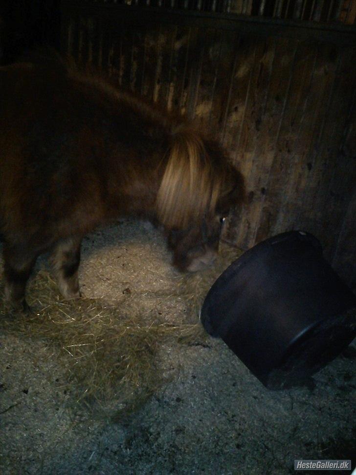 Anden særlig race Lotte - Lotte i hende nye boks :D billede 16