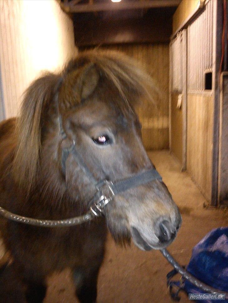 Anden særlig race Lotte - Farveller for denne gang :D billede 20