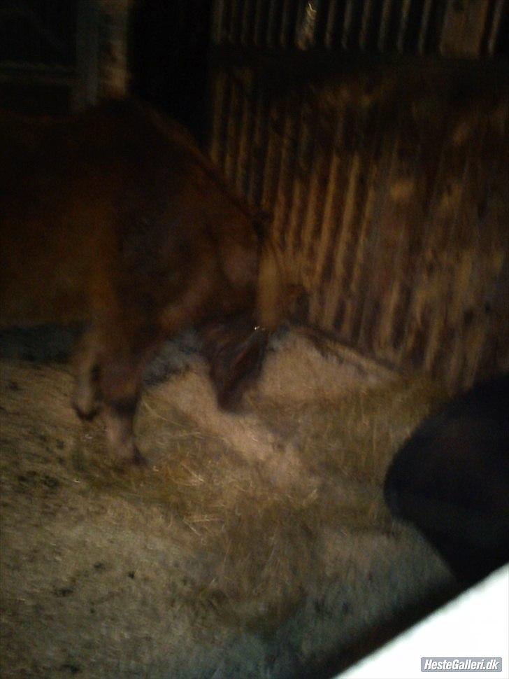 Anden særlig race Lotte - "Guf guf dejligt med lidt wrap ;)" :) billede 17