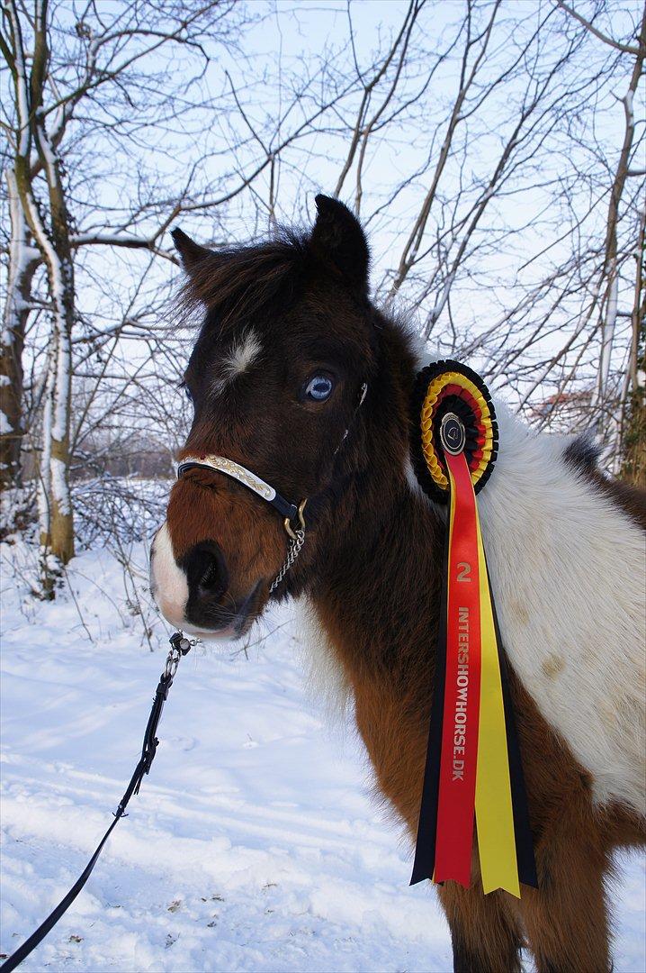 Amerikansk Miniature Teglmosens Afrodite West - Intershowhorse
Dommerens valg NOV 2011 fik Afrodite en 2 pl billede 11