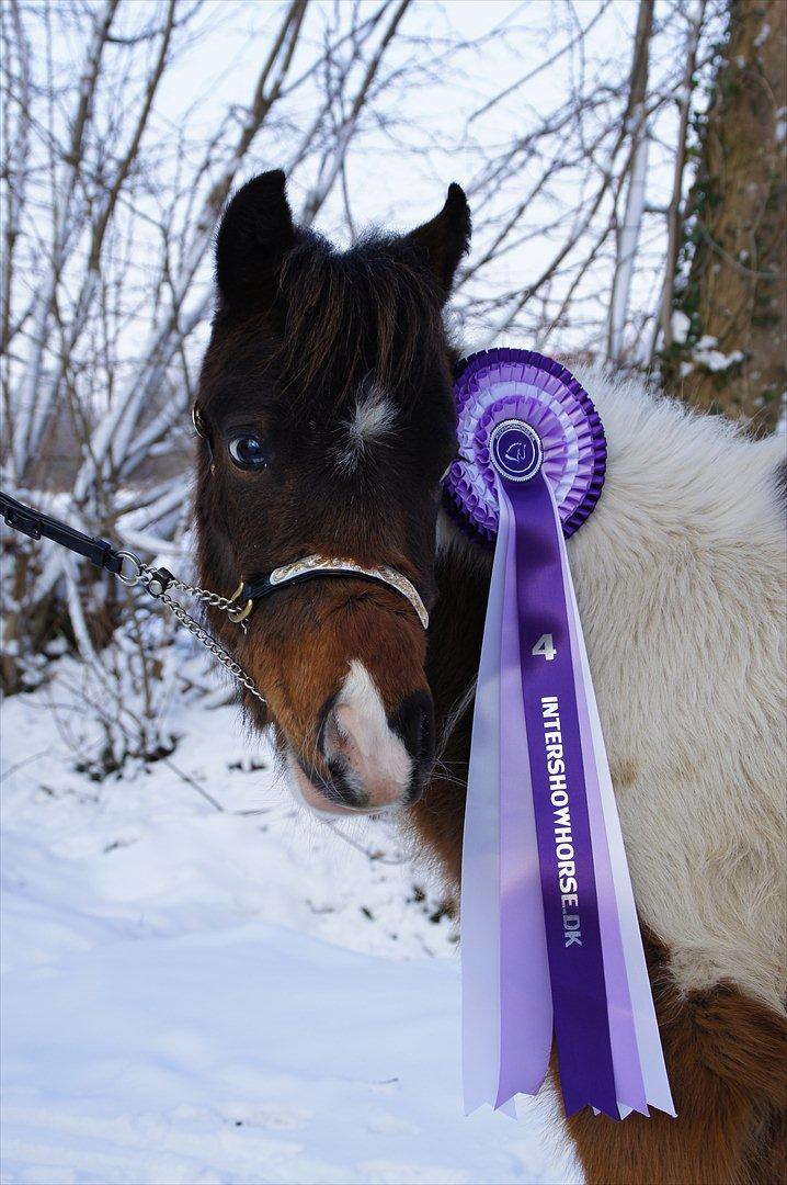 Amerikansk Miniature Teglmosens Afrodite West - Intershowhorse
Smukkeste hoved DEC 2011 fik Afrodite en 4 pl billede 2