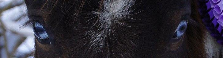 Amerikansk Miniature Teglmosens Afrodite West -  Med dette billede fik Afrodite en 5 pl i Intershowhorse januar månde 2012 billede 12