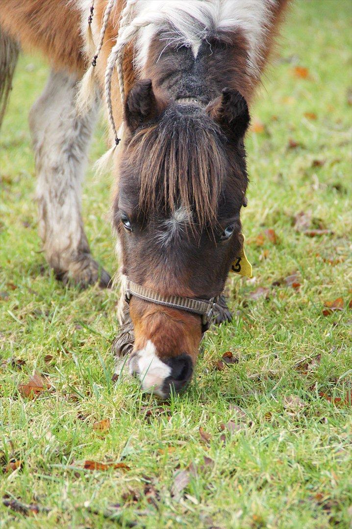 Amerikansk Miniature Teglmosens Afrodite West billede 5