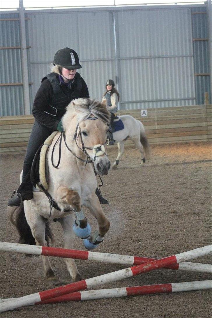 Fjordhest Frue<3(bedsteven<3)R.I.P:(savner dig!:-( - You are my dream pony and I love you so much I'm about and die <3: - * billede 7