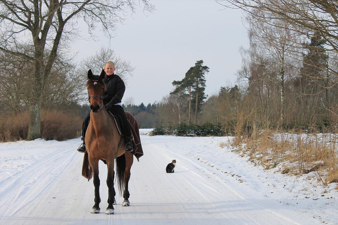 Dansk Varmblod Leah billede 2