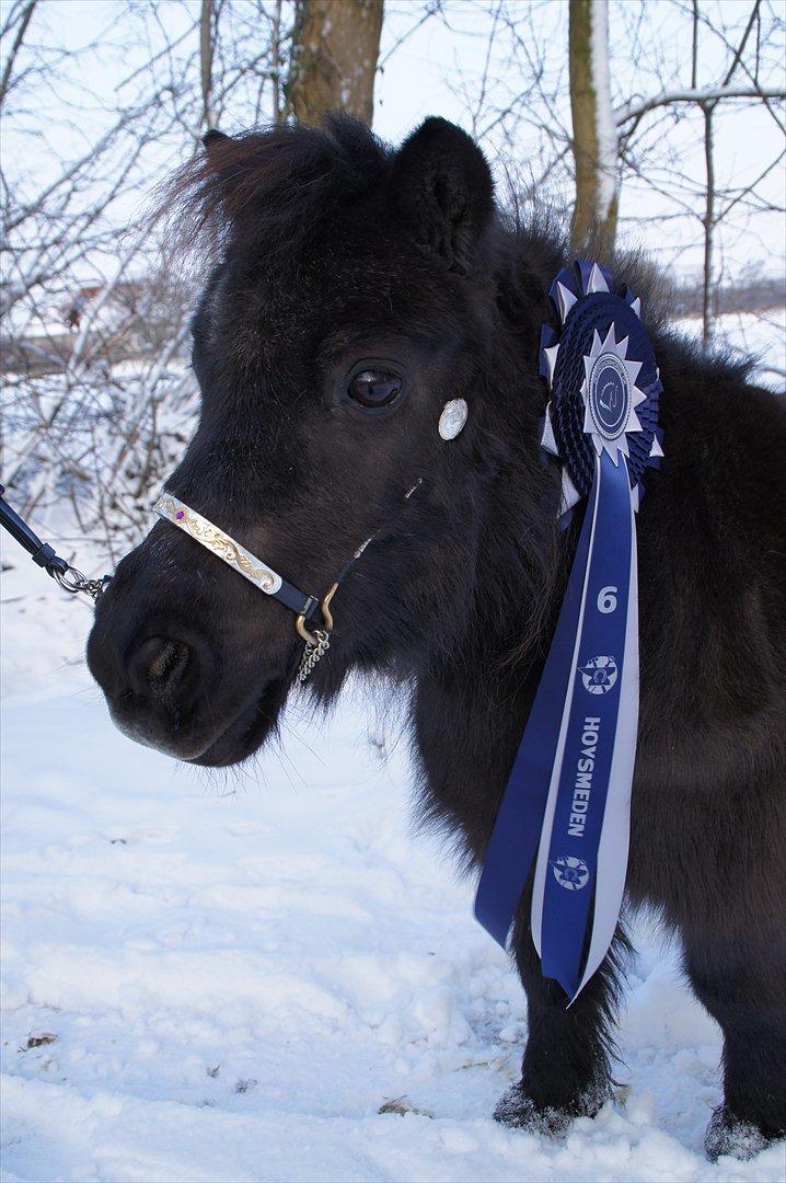 Dansk Miniature Schack´s After Mee - Intershowhorse
Glæde ved arbejde DEC 2011 fik Mee en 6 pl billede 1