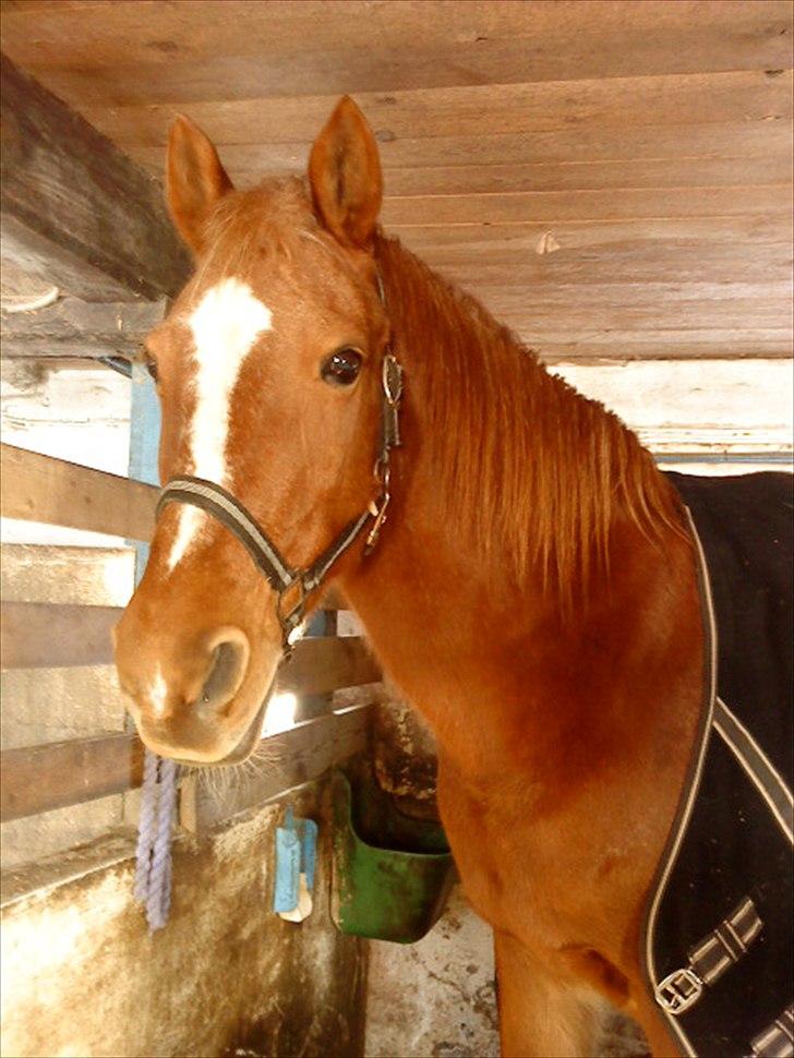 Anden særlig race Blundy - dejlige Blundy billede 1