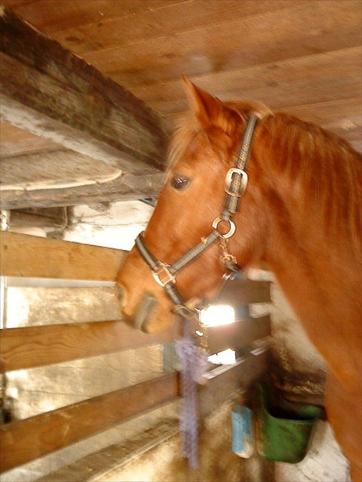 Anden særlig race Blundy - Cute billede 2