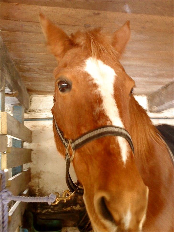 Anden særlig race Blundy billede 3