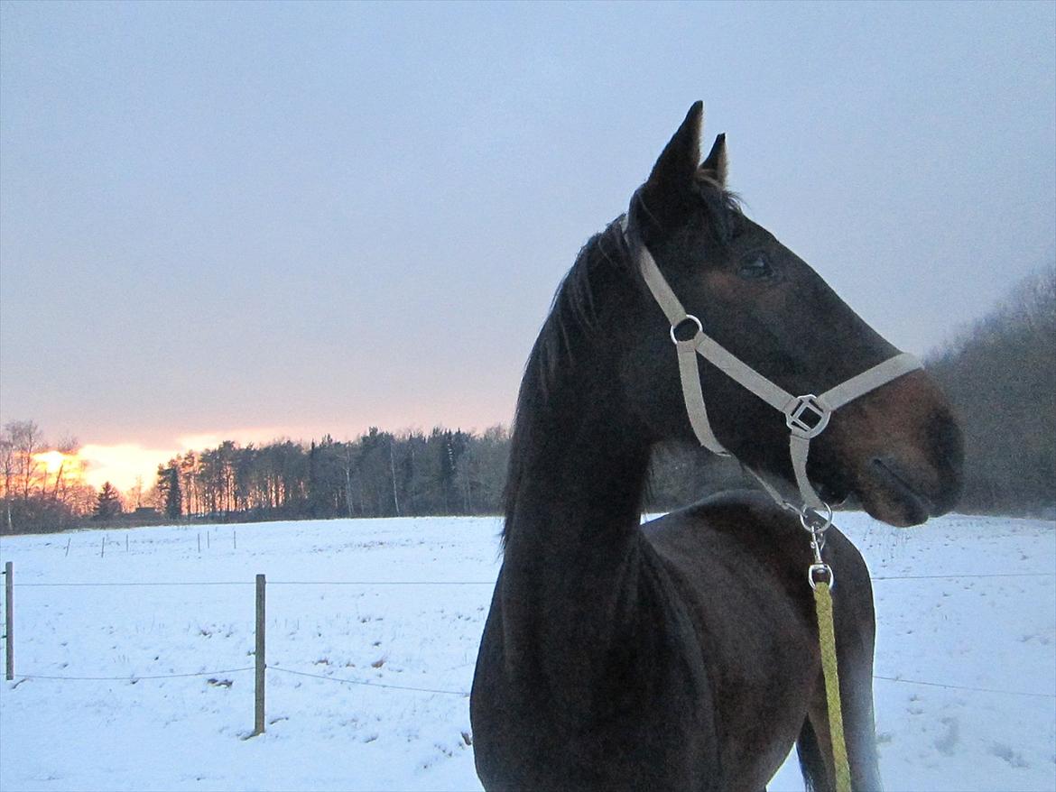 Oldenborg Aliczee - Den mest vidunderlige hest i verden! :* billede 13