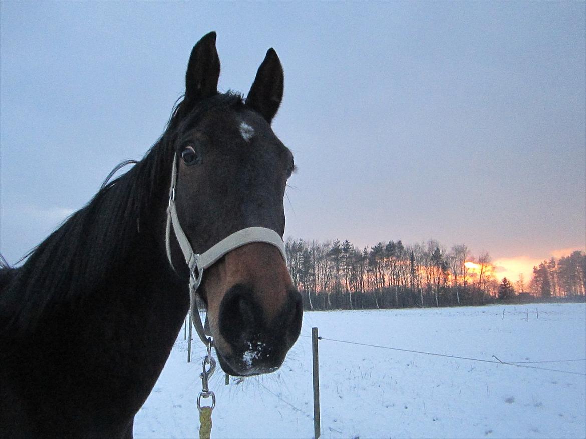Oldenborg Aliczee - Det var snevejr, og alle ved jo at sne smager noget så godt, så derfor var Alli lige nød til at nippe lidt til det. Bagefter ville hun naturligvis gerne stikke sin våde mule helt op i hovedet på mig :P billede 16