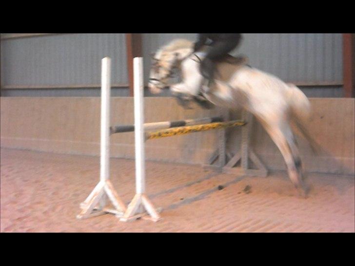 Anden særlig race MR MARTIN - When you are with me, I feel perfect! <3  billede 14