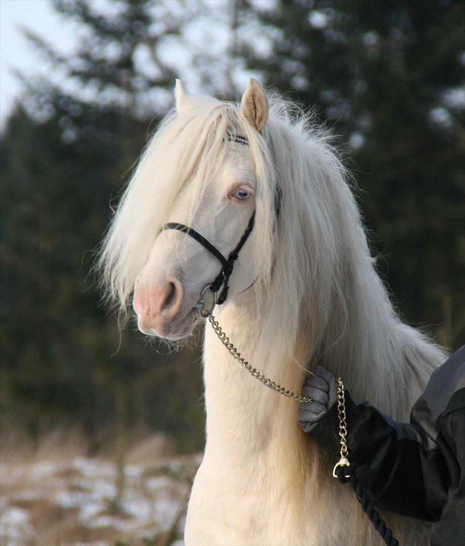 Welsh Pony (sec B) Låddenhøjs Inox - Avlshingst - Velkommen til Inox's profil 
 billede 1