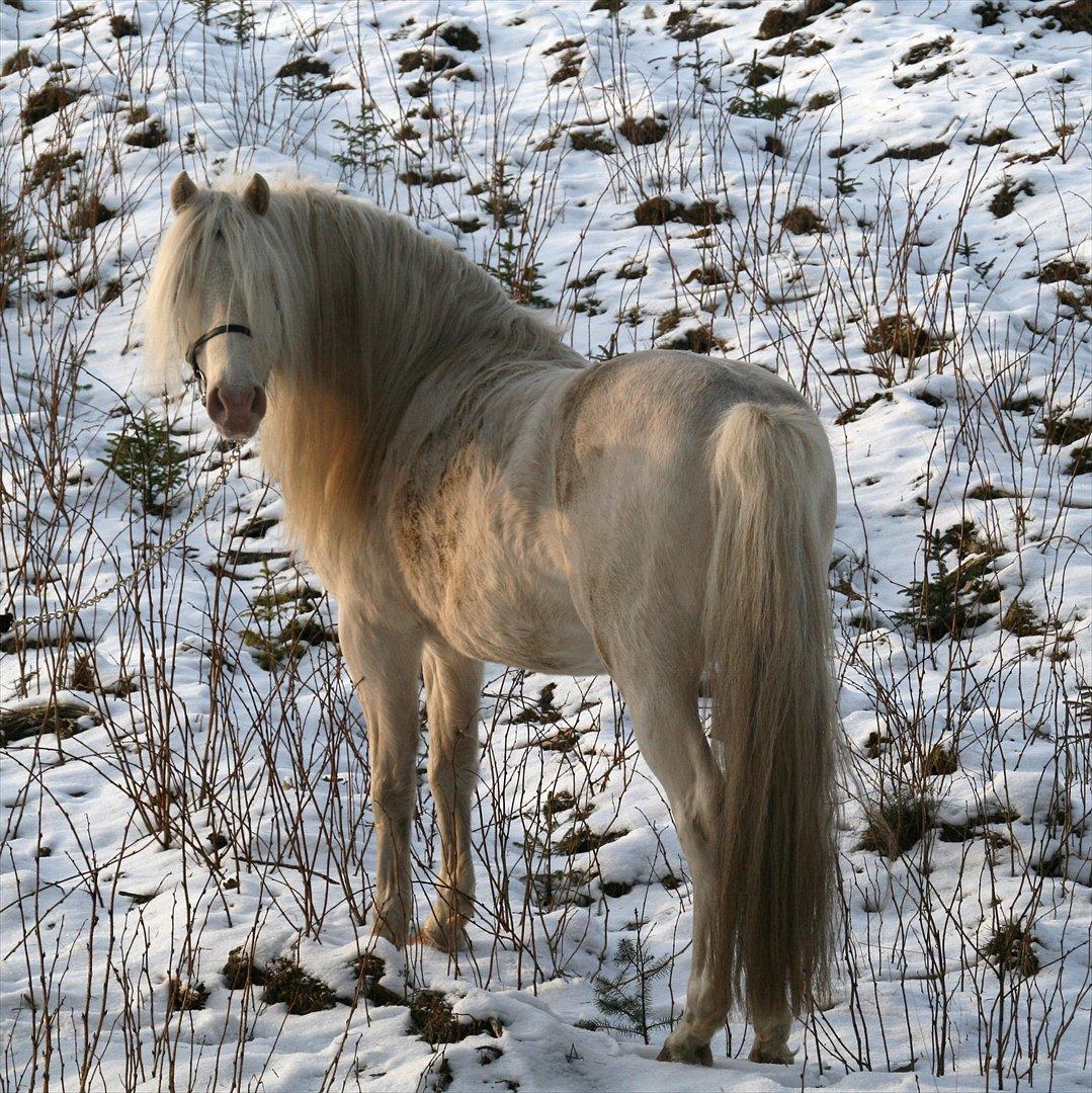 Welsh Pony (sec B) Låddenhøjs Inox - Avlshingst - 5 feb 2012 billede 17