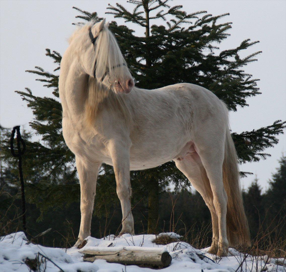 Welsh Pony (sec B) Låddenhøjs Inox - Avlshingst - 5 feb 2012 billede 18