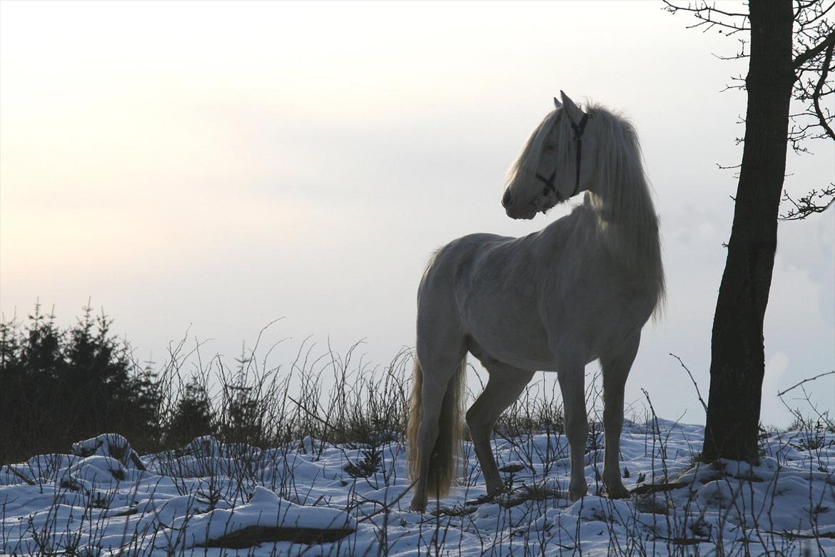 Welsh Pony (sec B) Låddenhøjs Inox - Avlshingst - 5 feb 2012 billede 19