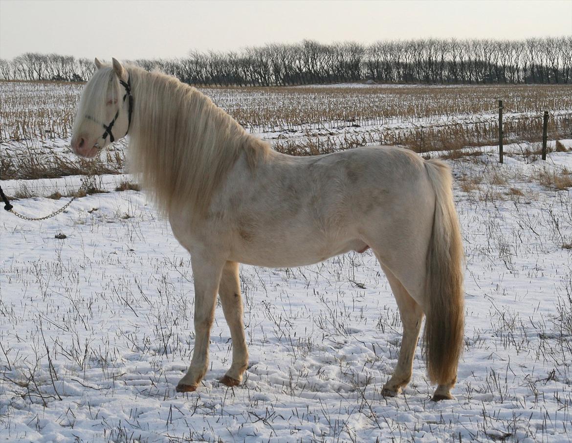 Welsh Pony (sec B) Låddenhøjs Inox - Avlshingst - 5 feb 2012 billede 20