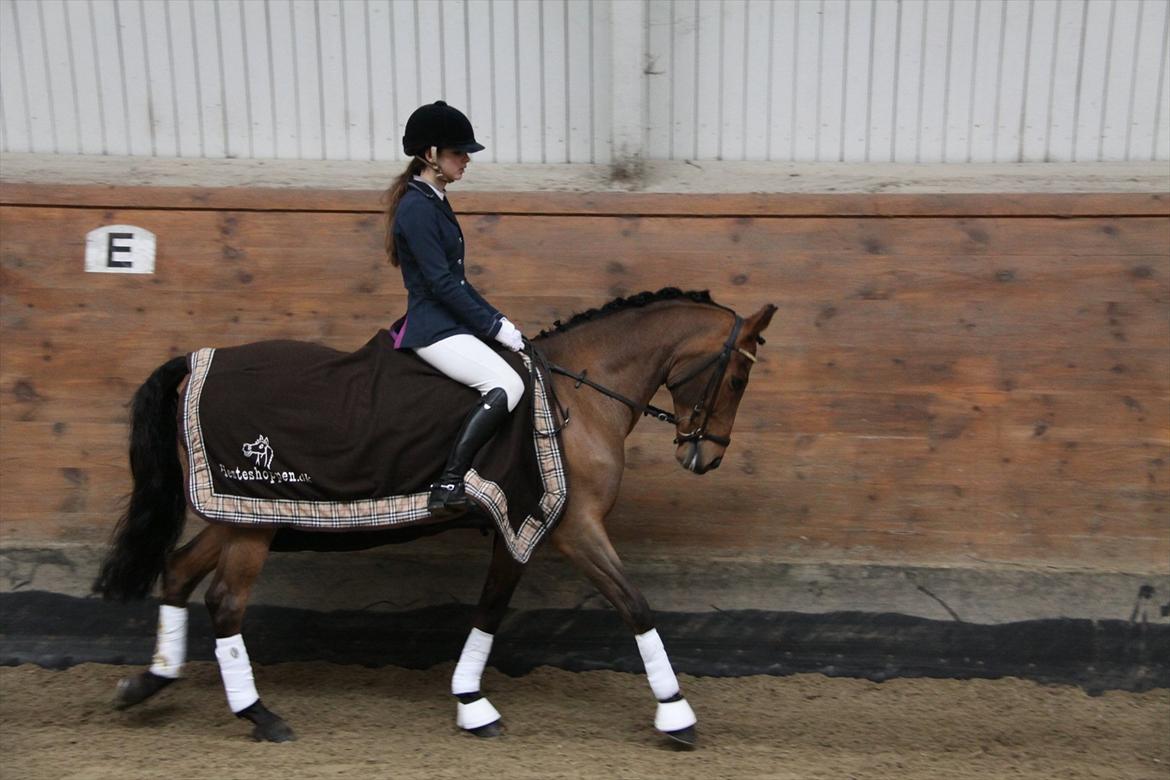 Tysk Sportspony Neon 9 billede 17