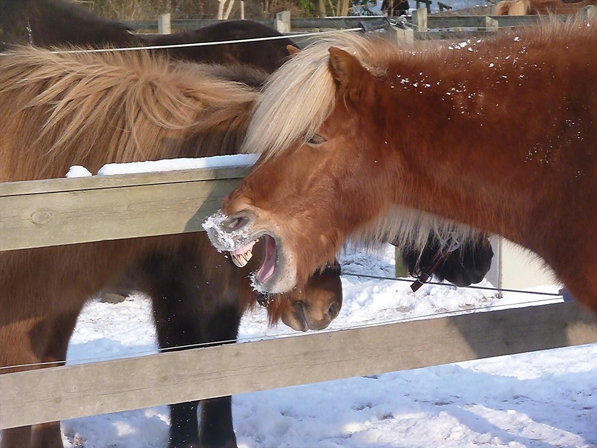 Islænder Ganti fra Glófaxa - Our love is like the wind. I can't see it, but I can feel it.<3 
 billede 16