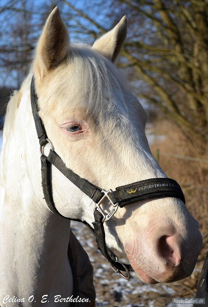 Palomino Atreju *Stjernen* billede 15