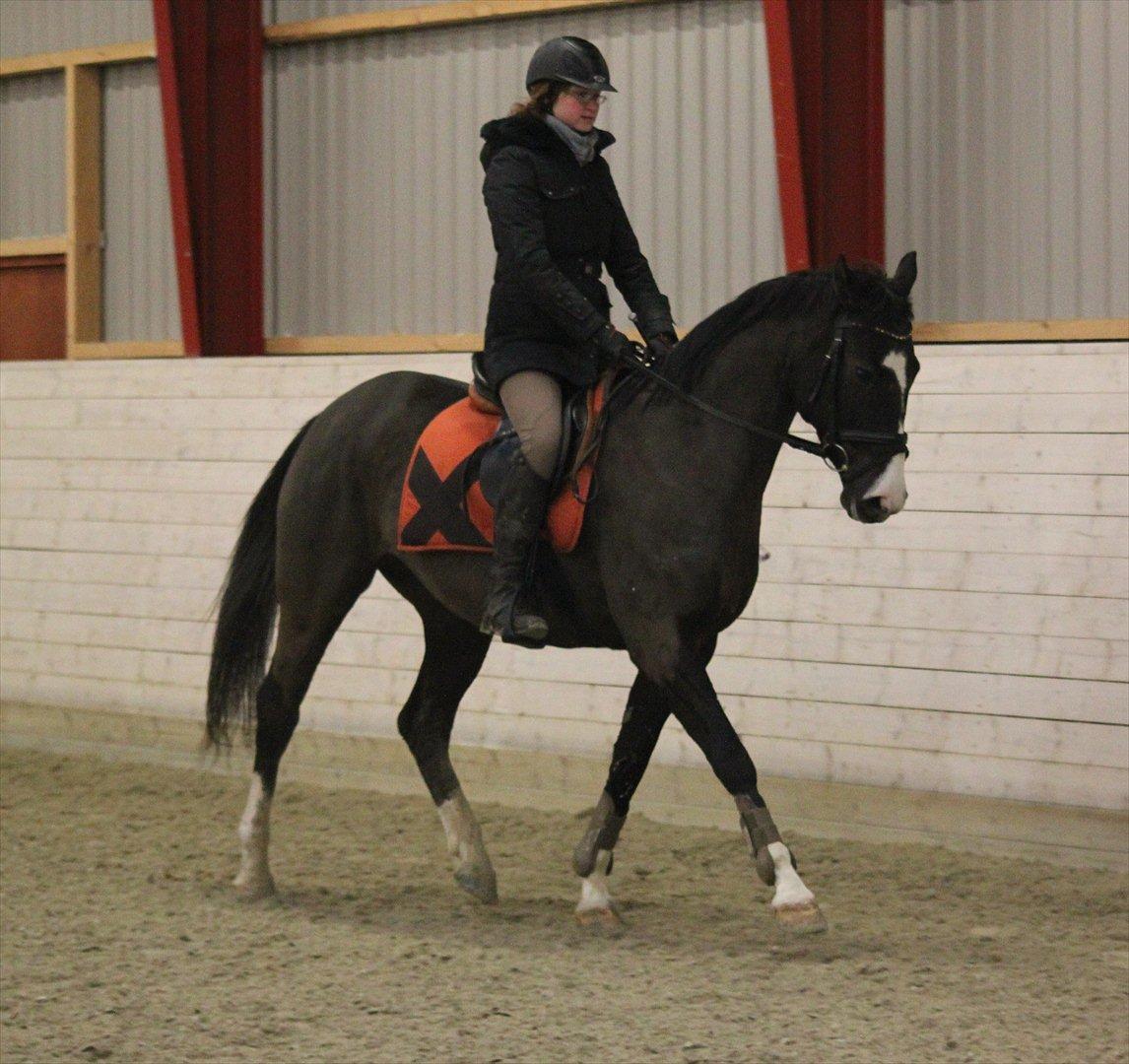 Svensk Varmblod : Charming Duchess *Baby* billede 8