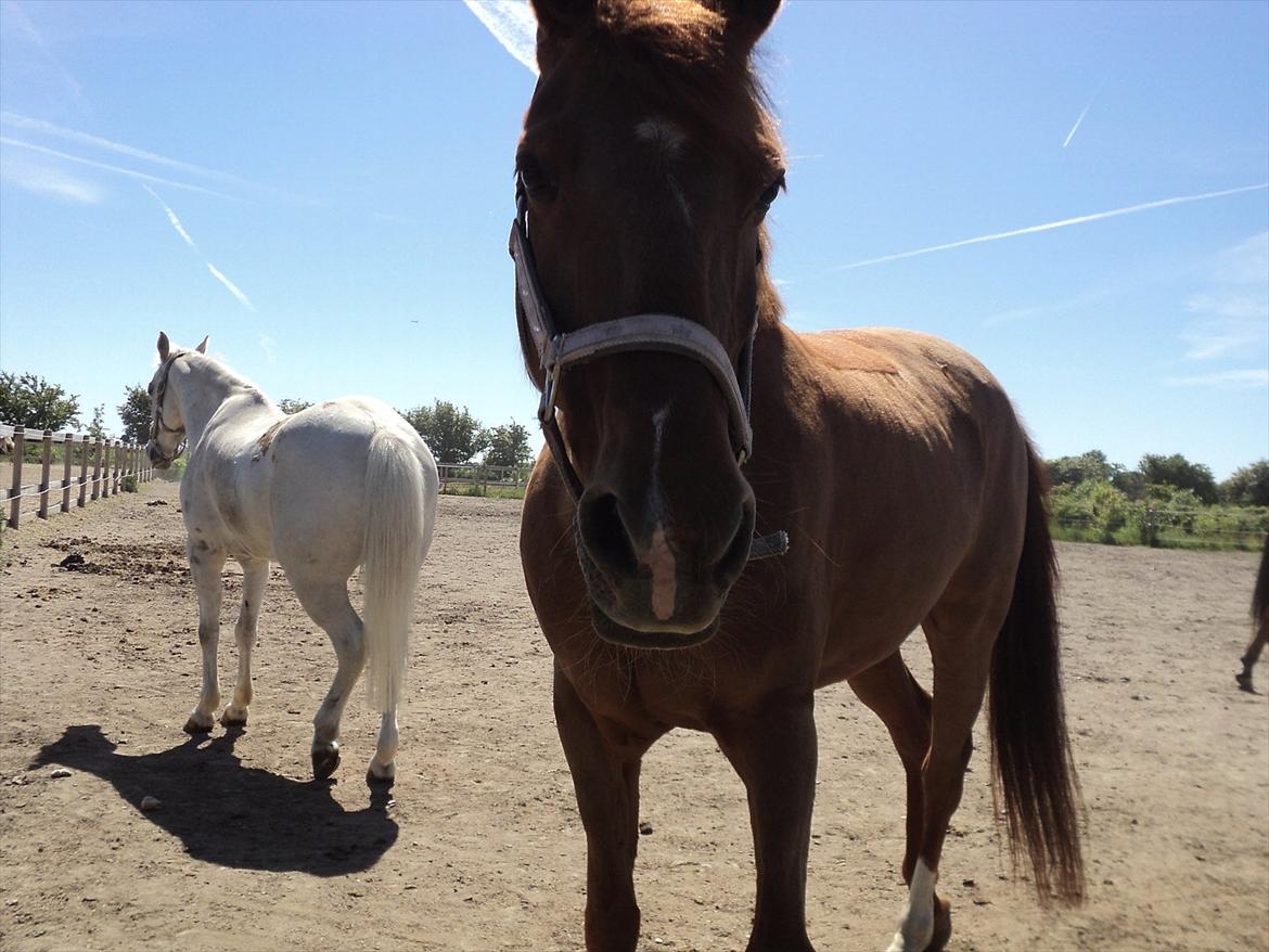 Hollandsk Sportspony Chanell S billede 17