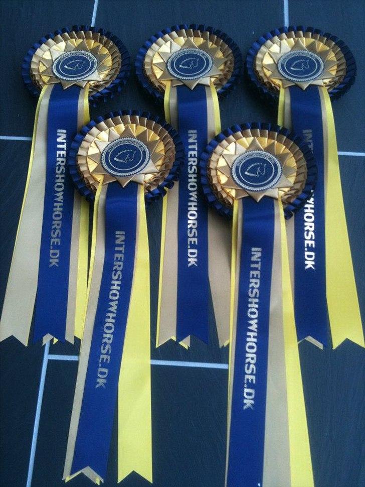 Amerikansk Miniature Teglmosens Afrodite West - Intershowhorse
Smukkeste øje JAN 2012 fik Afrodite en 5 pl  billede 13