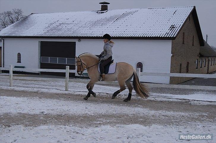 Fjordhest Dalargutt aka Gutti/Gutten - Træning d. 5/2-12
Foto: Bedsteveninden, Kia Jelbo<3 billede 10