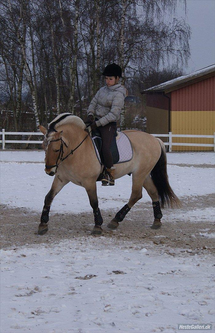 Fjordhest Dalargutt aka Gutti/Gutten - Træning d. 5/2-12
Foto: Bedsteveninden, Kia Jelbo<3 billede 11