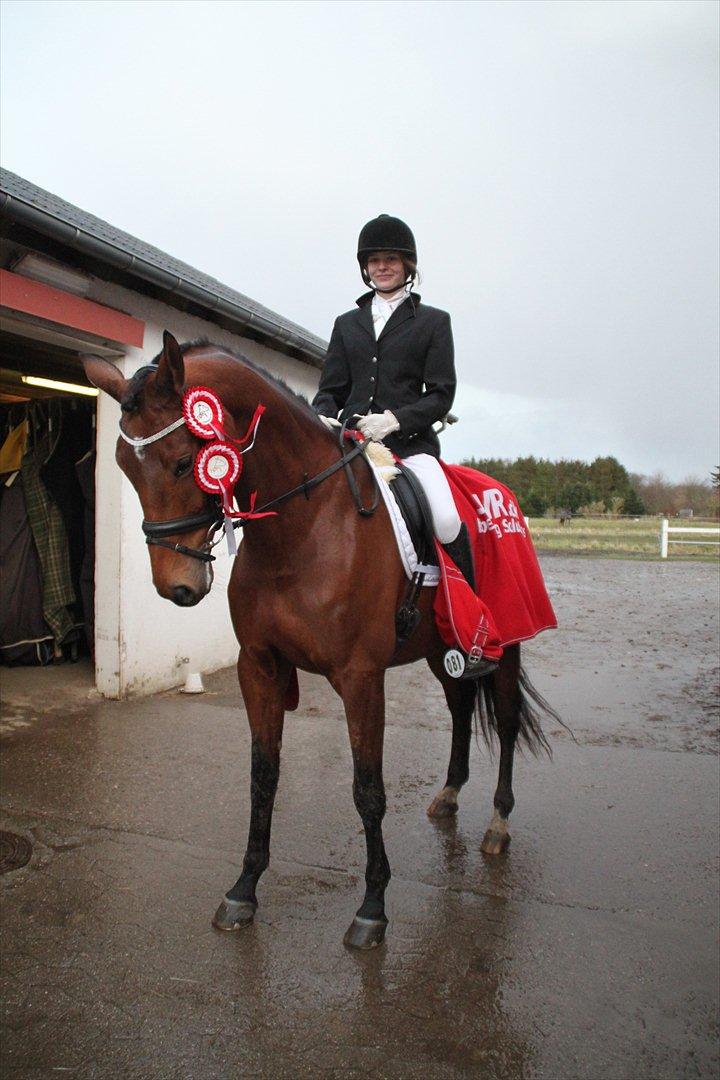 Dansk Varmblod Brainstorm billede 4