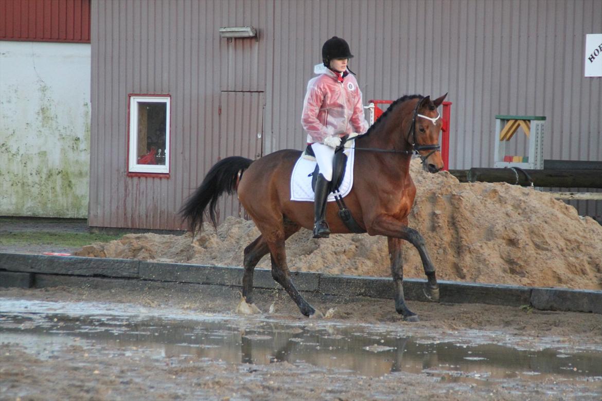 Dansk Varmblod Brainstorm billede 6