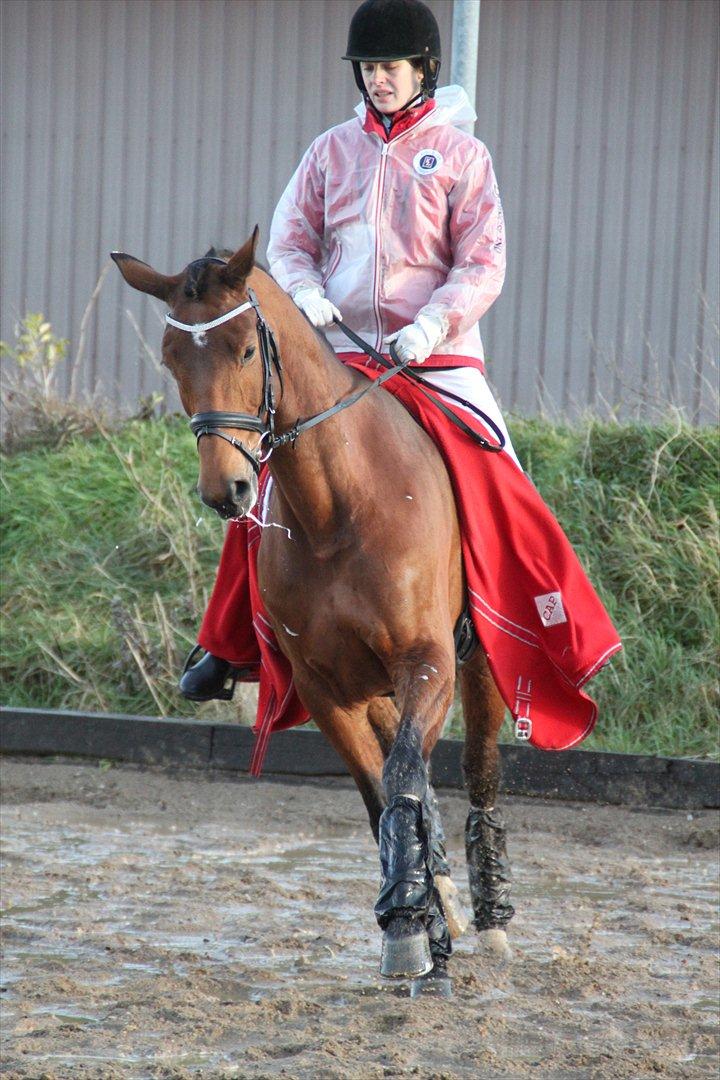 Dansk Varmblod Brainstorm billede 5