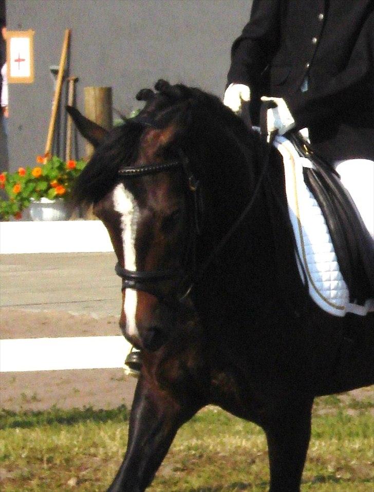 Welsh Pony af Cob-type (sec C) Gribsvads Leading Bruni {Solgt} billede 14