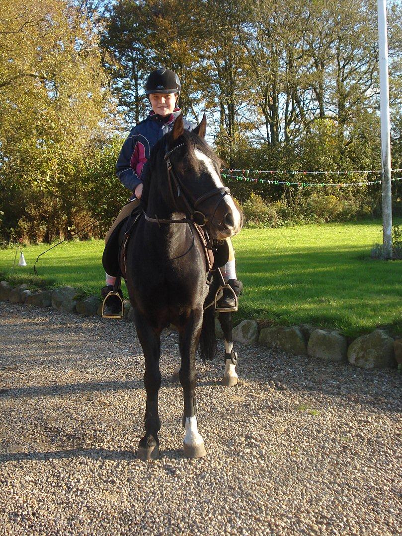 Welsh Pony af Cob-type (sec C) Gribsvads Leading Bruni {Solgt} billede 17