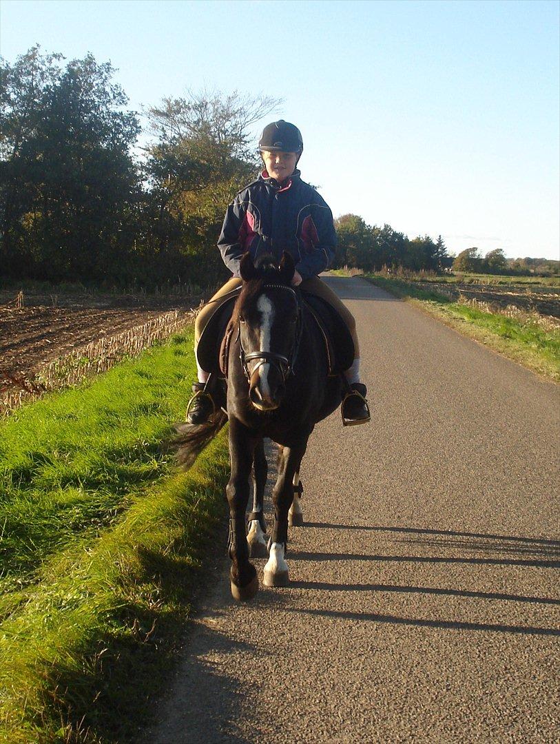 Welsh Pony af Cob-type (sec C) Gribsvads Leading Bruni {Solgt} billede 20