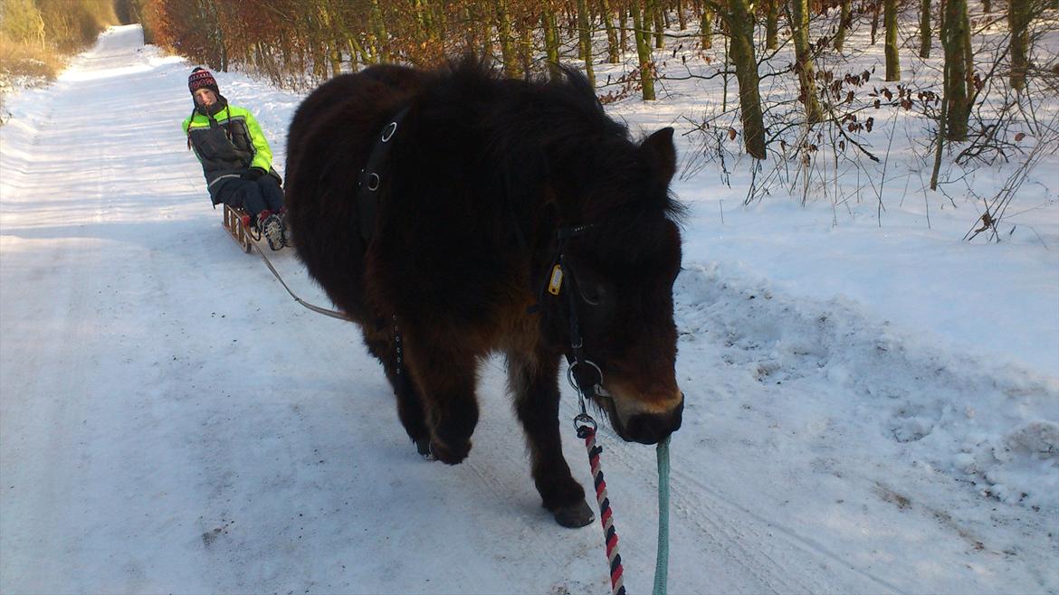 Shetlænder Bogøs Lady - Første gang hun overhovedet trækker noget/har udstyret på. Hardcore!<3 (Feb 2012) billede 4