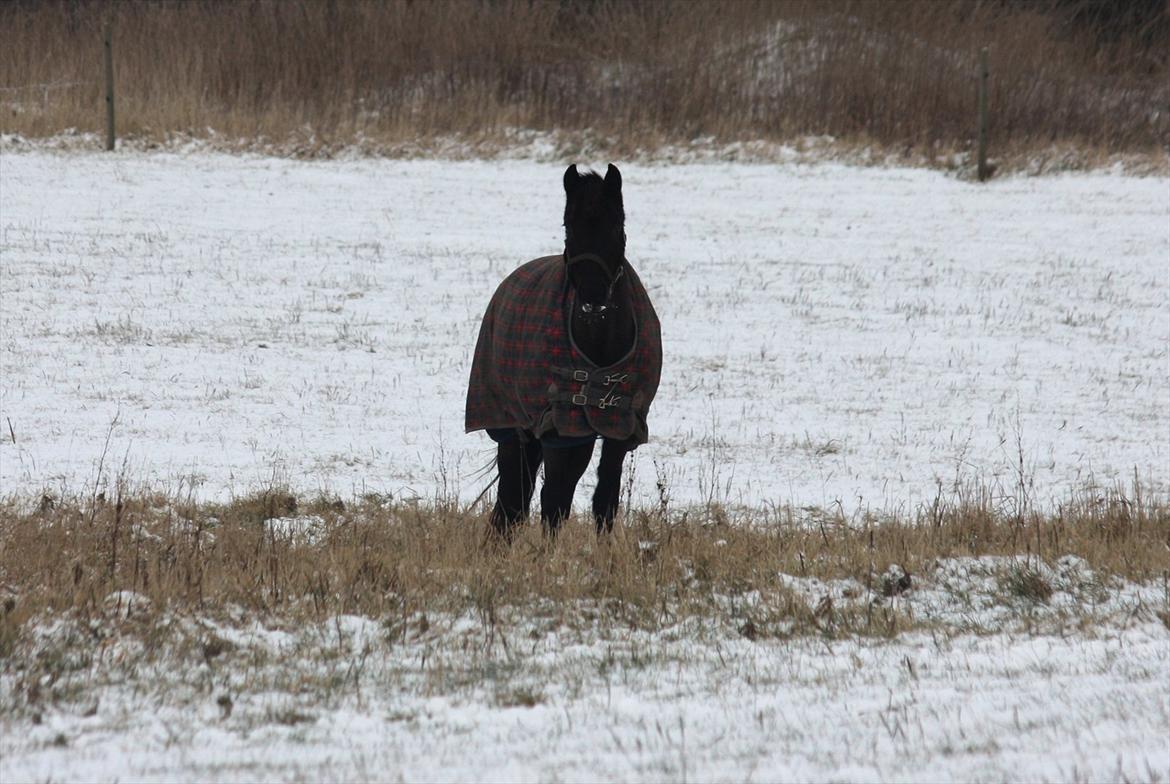 New Forest Lillie-Lund'S Vicki Bell - FOTO: Anne-Sofie Luther 29. Januar 2012| En glad lille pony på en sneklædt fold :D billede 14